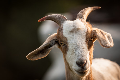 copyright burkhard heise